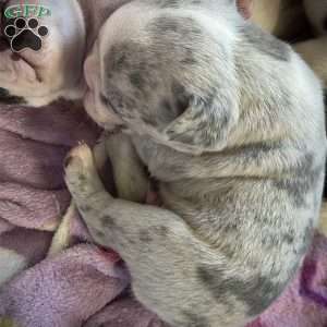 Levi, French Bulldog Puppy