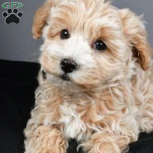 Blizzard, Maltipoo Puppy