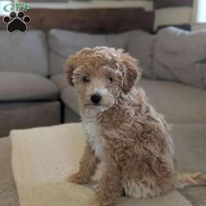 Lucy, Bich-Poo Puppy