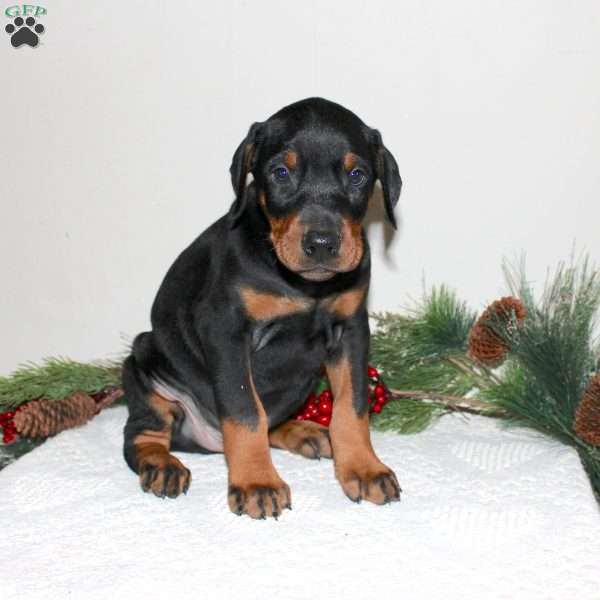 Rover, Doberman Pinscher Puppy