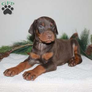Roxy, Doberman Pinscher Puppy