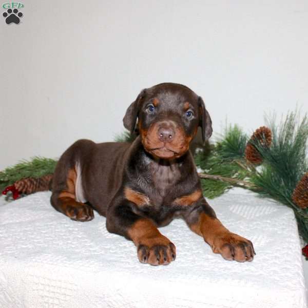 Rudie, Doberman Pinscher Puppy