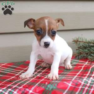 Joanna, Jack Russell Terrier Puppy