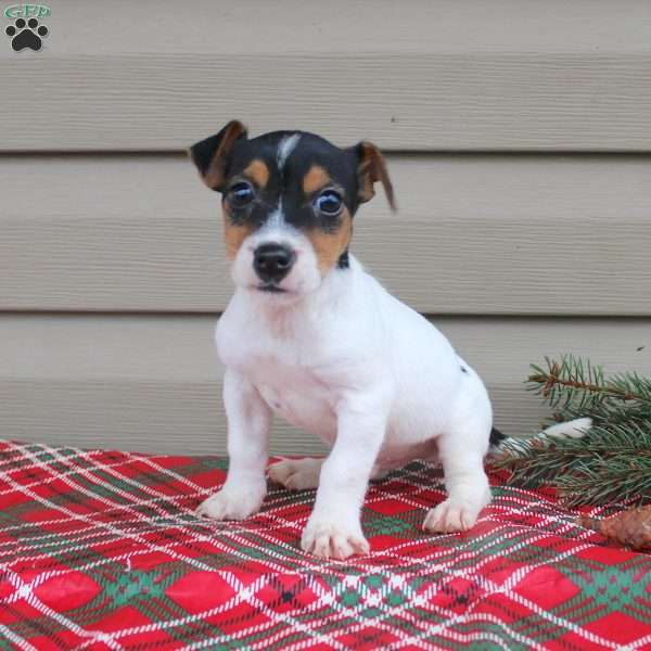 Jay, Jack Russell Terrier Puppy