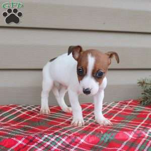 Jackie, Jack Russell Terrier Puppy