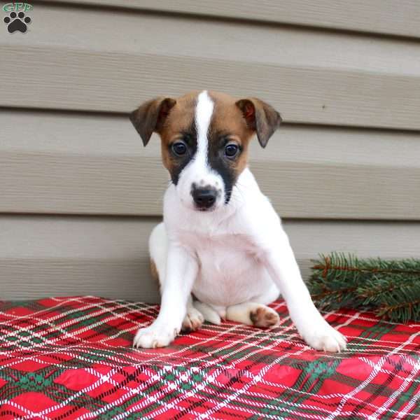 Isaac, Jack Russell Terrier Puppy