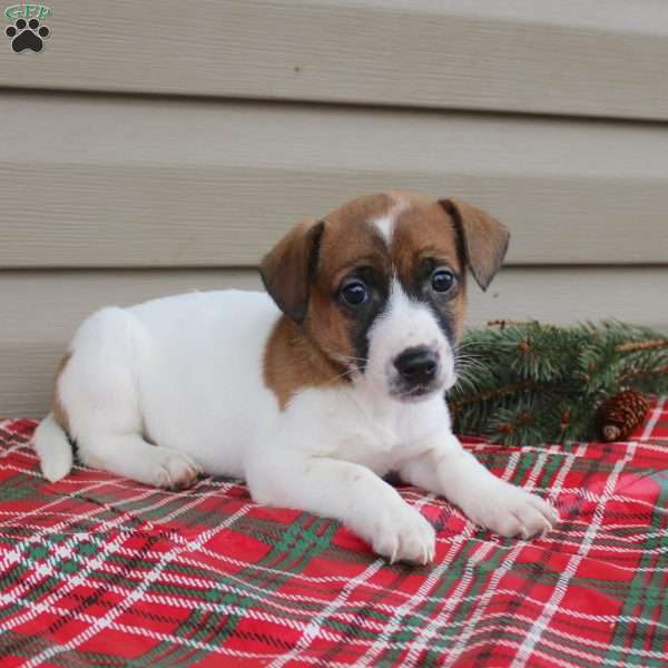 Ida, Jack Russell Terrier Puppy