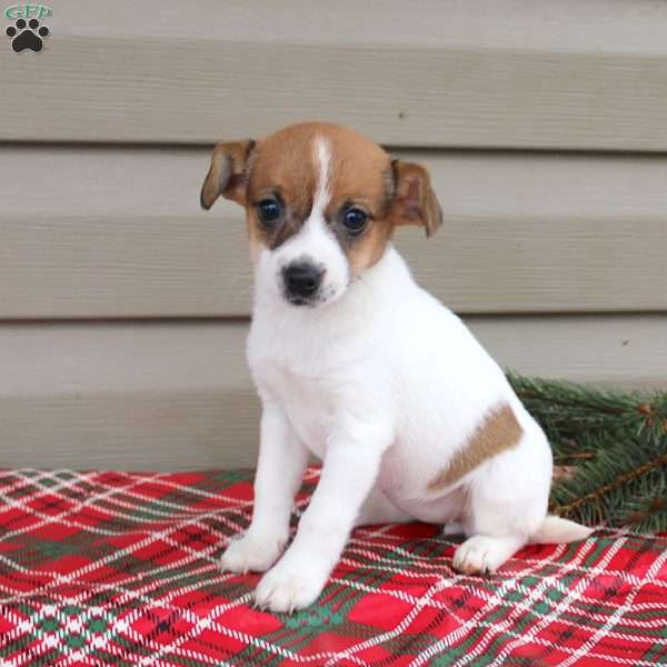 Izzy, Jack Russell Terrier Puppy