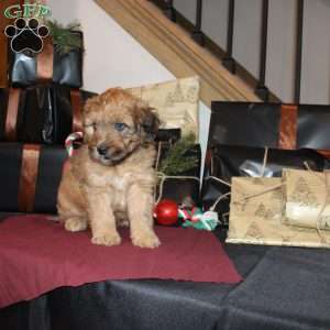 Levi, Mini Whoodle Puppy