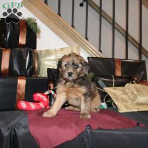 Lester, Mini Whoodle Puppy