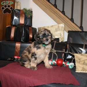 Lydia, Mini Whoodle Puppy