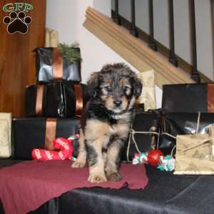 Lizzy, Mini Whoodle Puppy