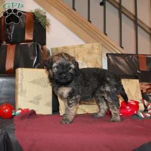 Lila, Mini Whoodle Puppy