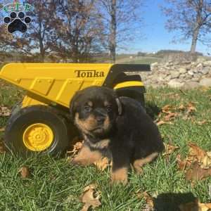 Henson, Rottweiler Puppy