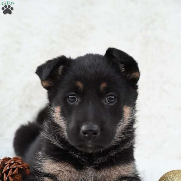 Roxy, German Shepherd Puppy