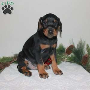 Rover, Doberman Pinscher Puppy