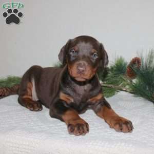 Rudie, Doberman Pinscher Puppy