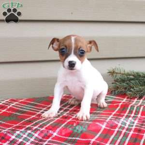 Joanna, Jack Russell Terrier Puppy