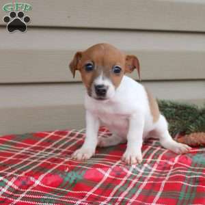 Joy, Jack Russell Terrier Puppy