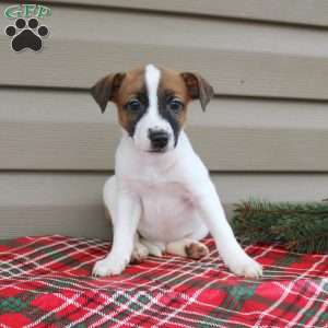 Isaac, Jack Russell Terrier Puppy
