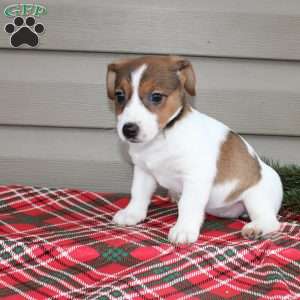 Irene, Jack Russell Terrier Puppy