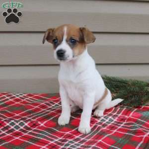 Izzy, Jack Russell Terrier Puppy