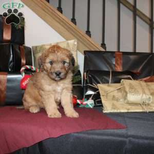 Levi, Mini Whoodle Puppy