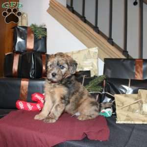 Lester, Mini Whoodle Puppy