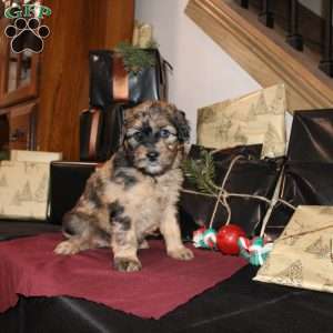 Lydia, Mini Whoodle Puppy