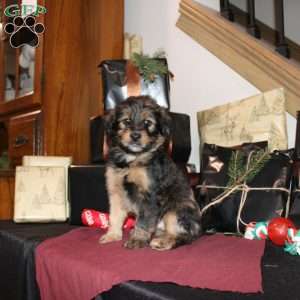 Lizzy, Mini Whoodle Puppy