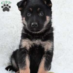 Roxy, German Shepherd Puppy