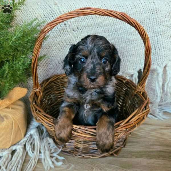 Marvin, Cavapoo Puppy