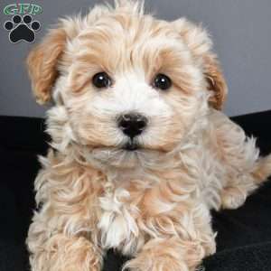 Blizzard, Maltipoo Puppy