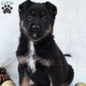 Bruno, German Shepherd Puppy