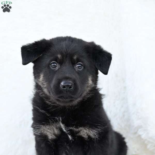 Whiskey, German Shepherd Puppy
