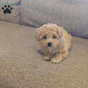 Charlie, Bich-Poo Puppy