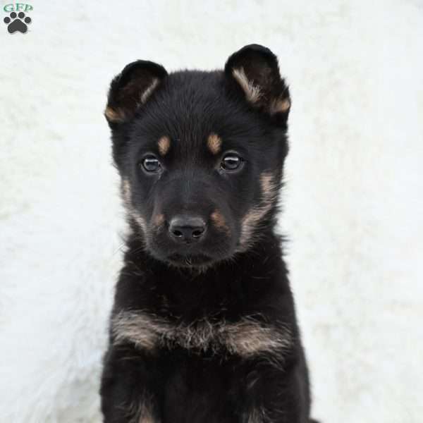 Rambo, German Shepherd Puppy