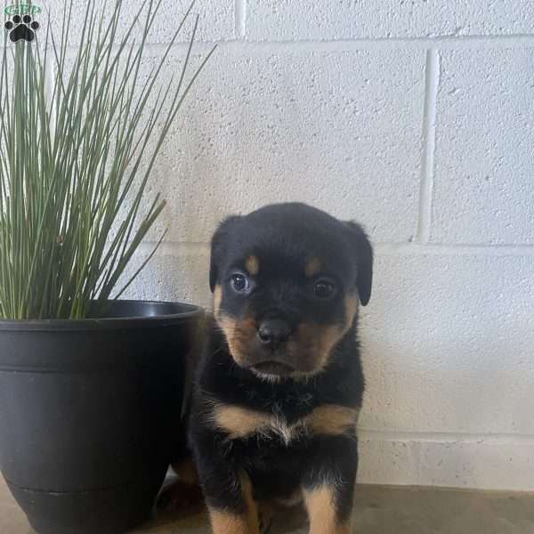 Maddie, Rottweiler Puppy
