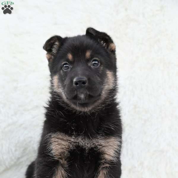 Rex, German Shepherd Puppy