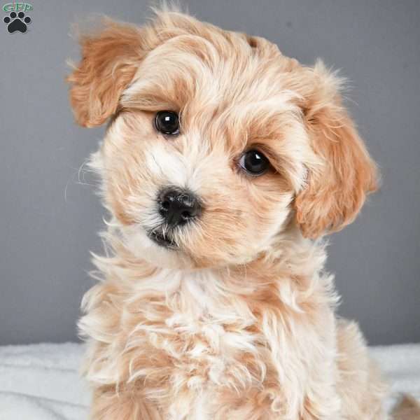 Snowflake, Maltipoo Puppy