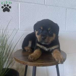Ellie, Rottweiler Puppy