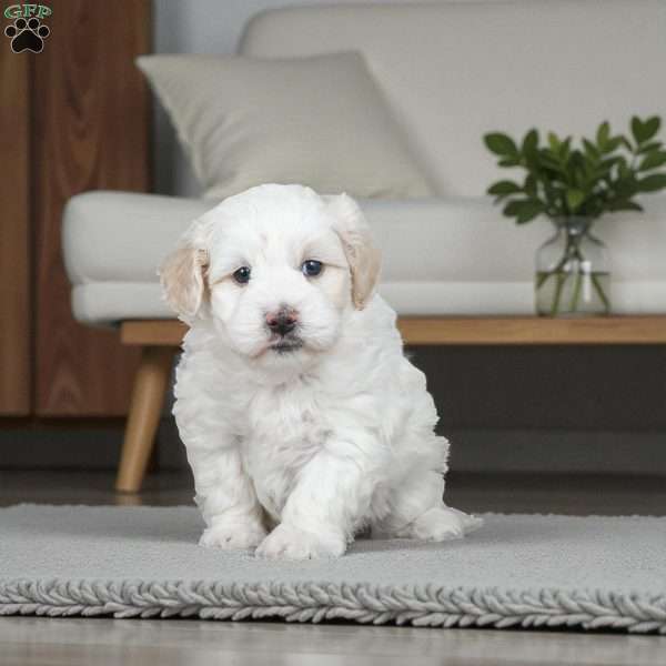 LUCY, Maltipoo Puppy