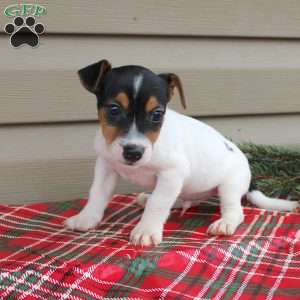 Jay, Jack Russell Terrier Puppy