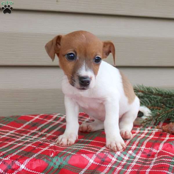 Joy, Jack Russell Terrier Puppy
