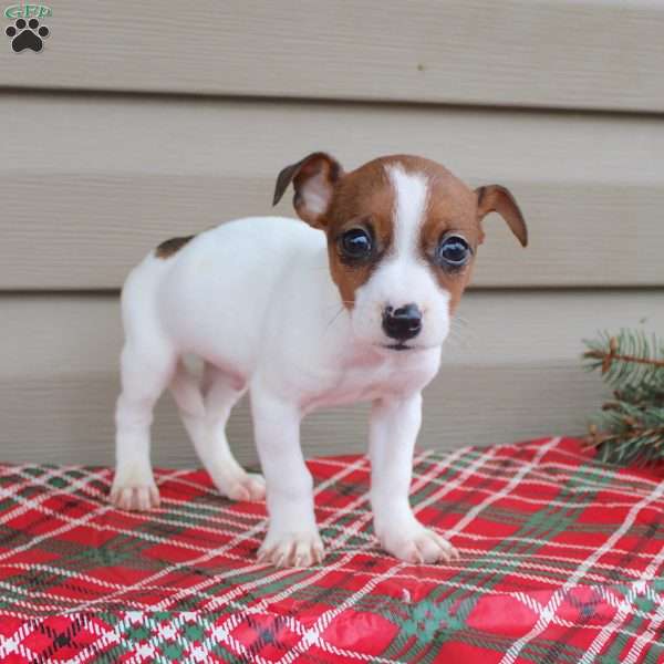 Jackie, Jack Russell Terrier Puppy