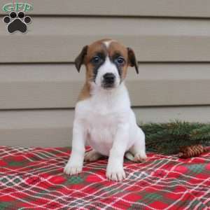 Ida, Jack Russell Terrier Puppy