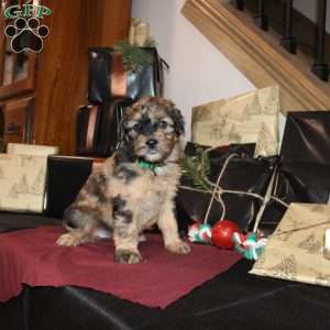 Lydia, Mini Whoodle Puppy