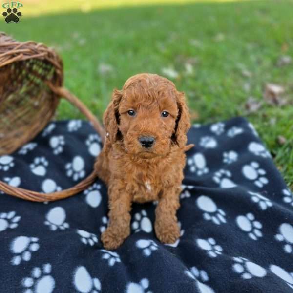 Leo, Mini Goldendoodle Puppy