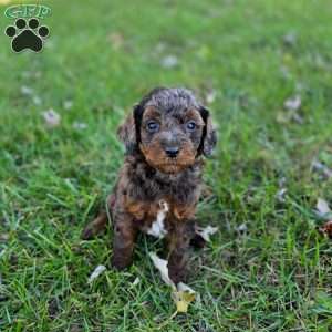 Logan, Mini Goldendoodle Puppy