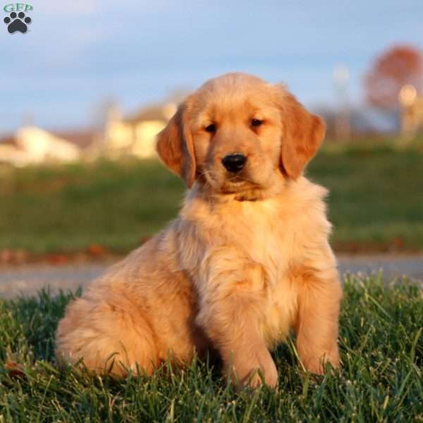 Seven Up, Golden Retriever Puppy